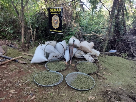 SENAD eliminó más de 14 toneladas de marihuana en Amambay