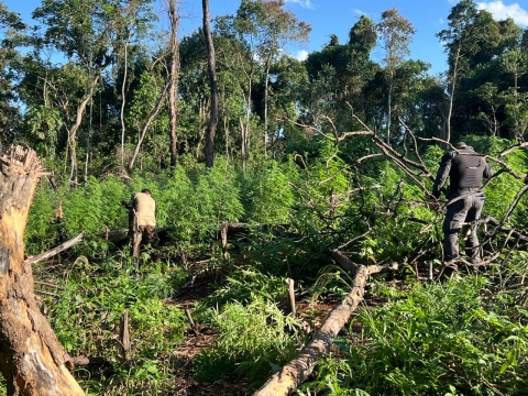 SENAD desmantela campamento y elimina 9 toneladas de droga en Ñacunday, Alto Paraná