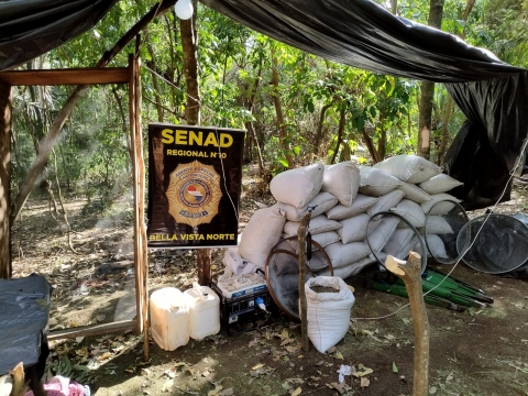 SENAD interviene plantaciones ilícitas y destruye más de 27 toneladas de marihuana en Alto Paraná
