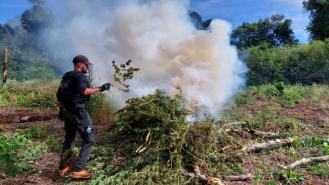 SENAD derriba narcocampamentos y destruye más de 12 toneladas de marihuana en Alto Paraná