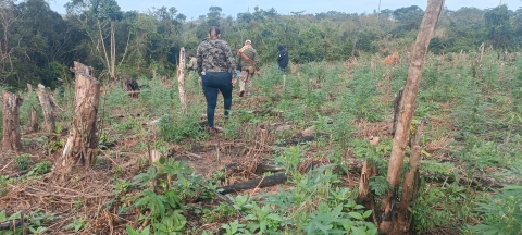 SENAD destruye 20 toneladas de marihuana en combate contra grupos criminales de Canindeyú