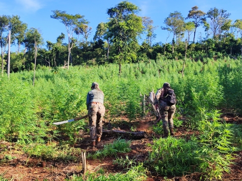 SENAD elimina 24 toneladas de marihuana en Itapúa