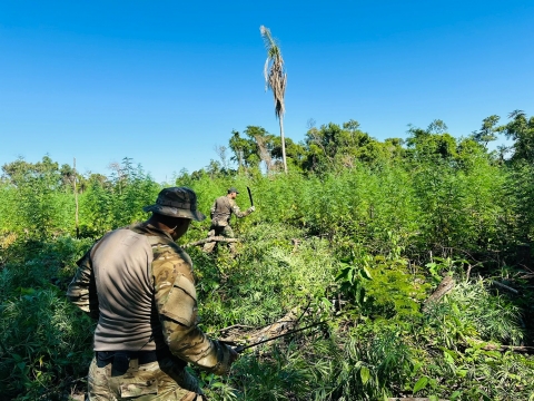 Desmantelan campamento y producción narco en Caaguazú
