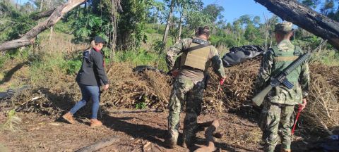 SENAD elimina 27 toneladas de marihuana en Canindeyú