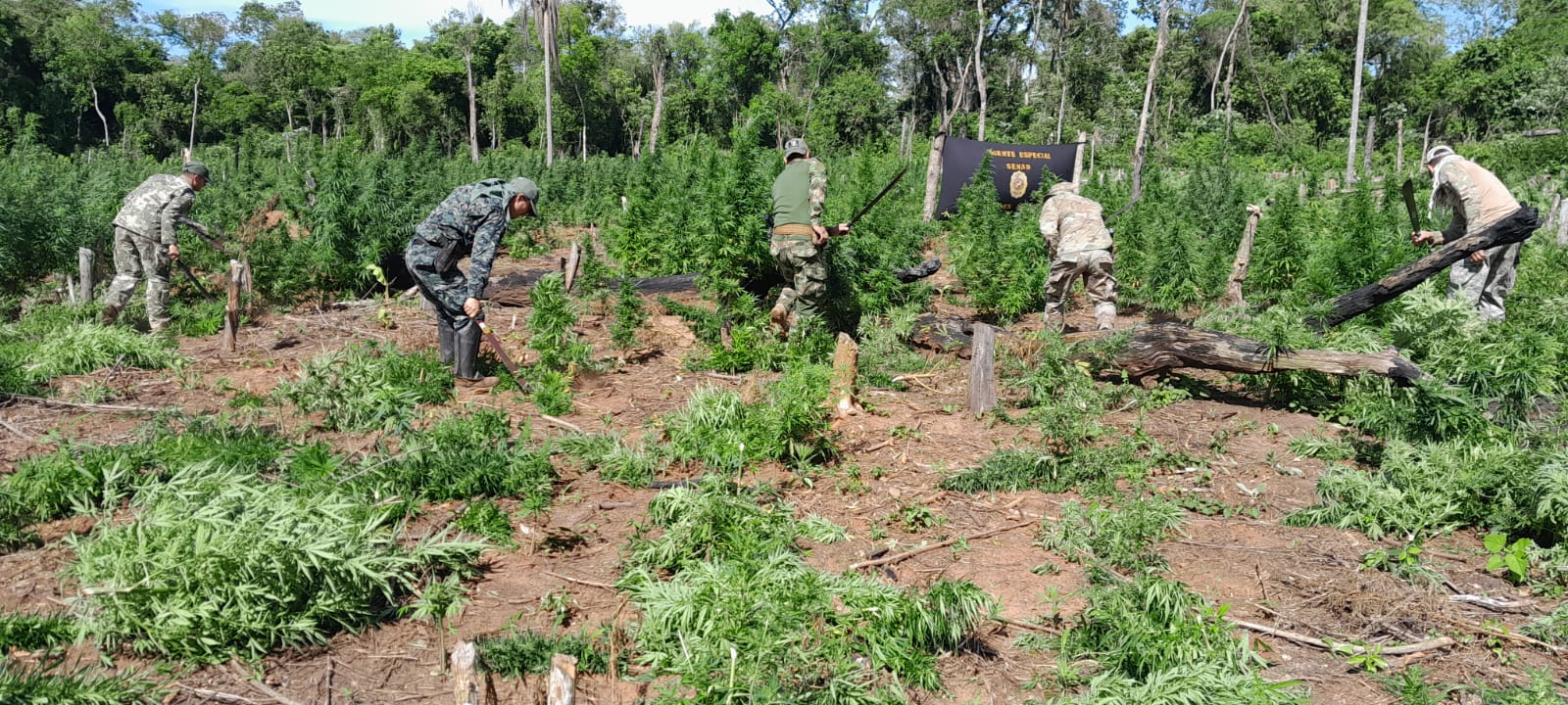 INICIA UNA NUEVA OPERACIÓN CONJUNTA ENTRE PARAGUAY Y BRASIL CONTRA EL NARCOTRÁFICO
