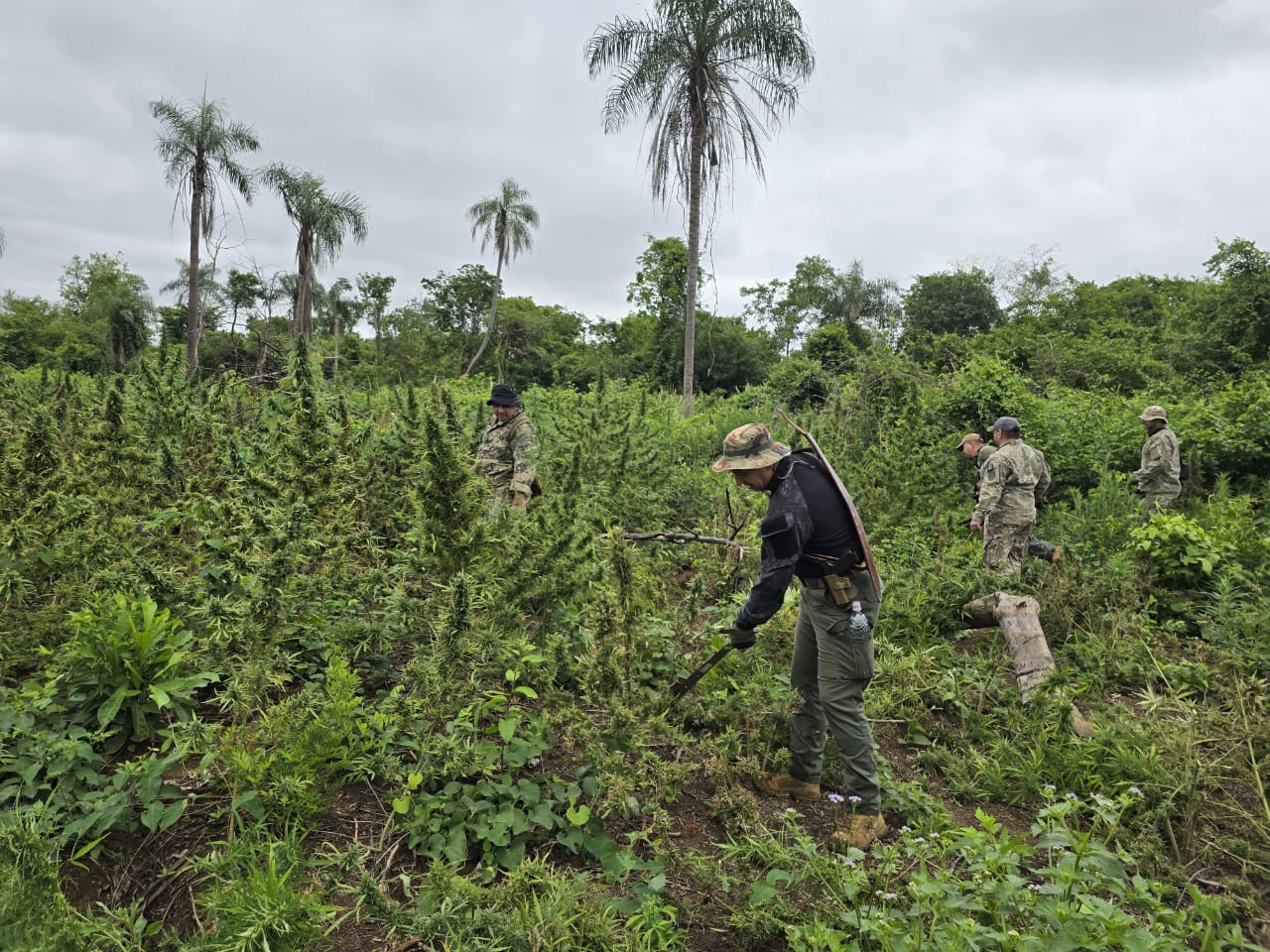SENAD ELIMINA MÁS DE 8 TONELADAS DE MARIHUANA EN OPERATIVO RURAL DEL DEPARTAMENTO DE CONCEPCIÓN