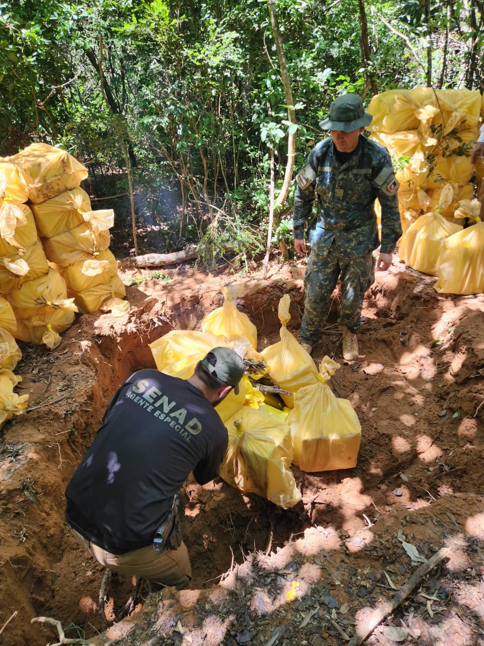 SENAD DESMANTELA GRAN ESTRUCTURA DE PRODUCCIÓN DE MARIHUANA EN CONCEPCIÓN
