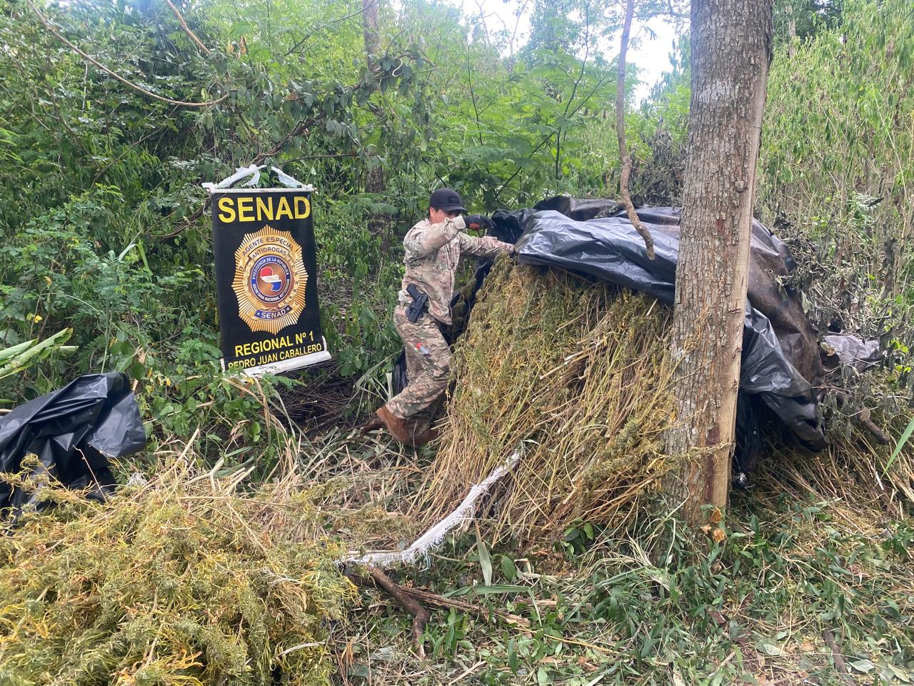 SENAD ELIMINA CASI 5 TONELADAS DE MARIHUANA Y DESMANTELA CAMPAMENTO NARCO EN CAPITÁN BADO