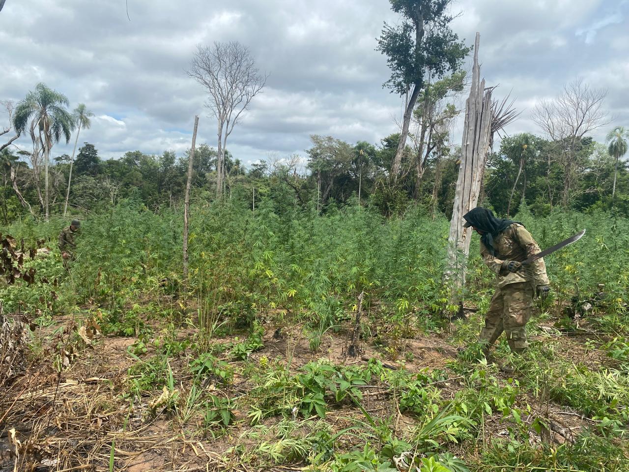 SENAD SE INTERNA EN BOSQUES DE CANINDEYÚ Y ELIMINA 12 TONELADAS DE DROGA