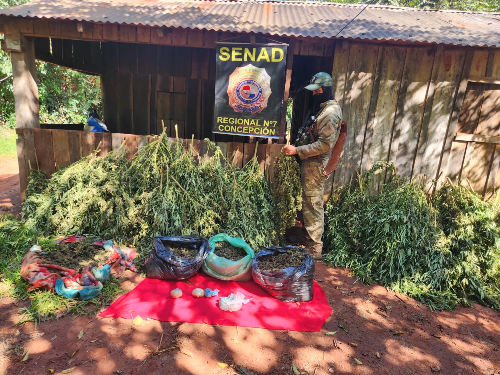 SENAD DESMANTELA LABORATORIO DE MARIHUANA “SKUNK” CON INFRAESTRUCTURA DE CULTIVO INTENSIVO