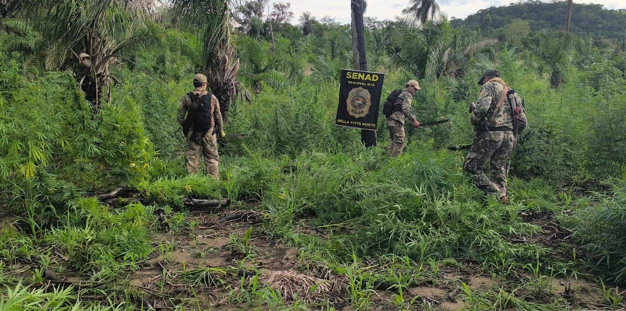 SENAD DESTRUYE 18 TONELADAS DE MARIHUANA A CRIMINALES CON INFLUENCIA EN BELLA VISTA NORTE