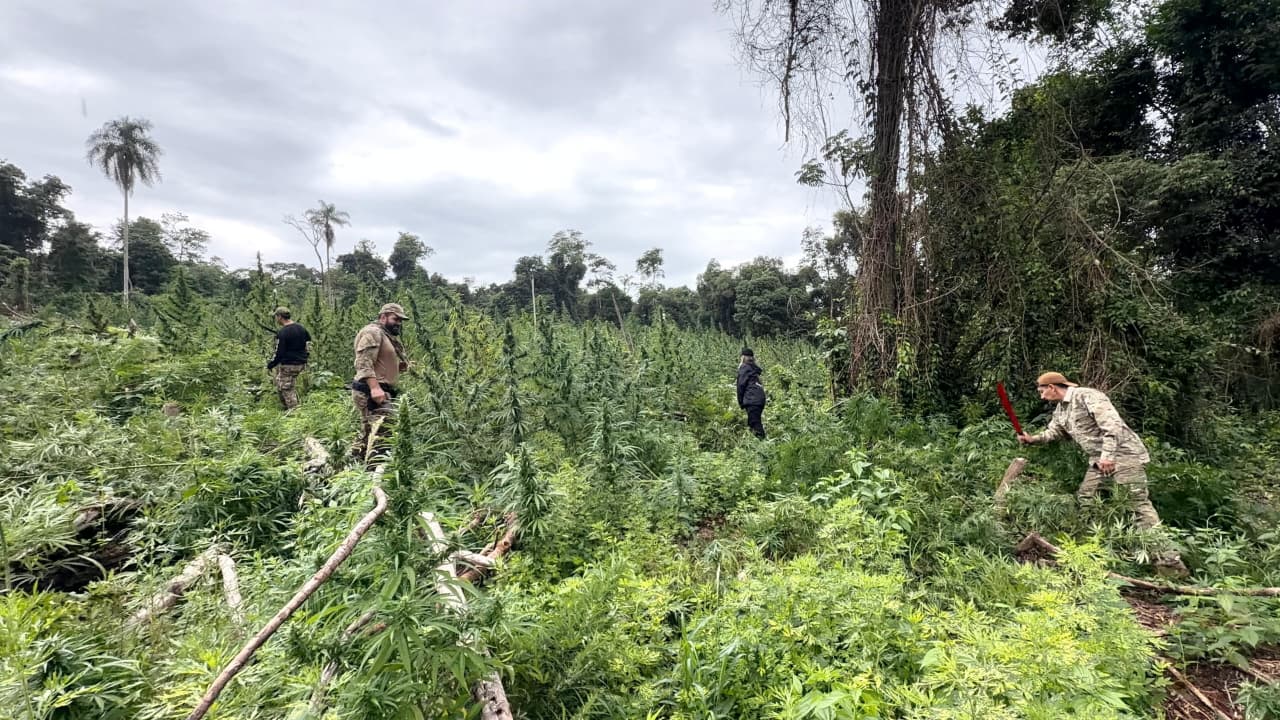 SENAD ANULA LA PRODUCCIÓN DE 36 TONELADAS DE MARIHUANA EN ÑACUNDAY