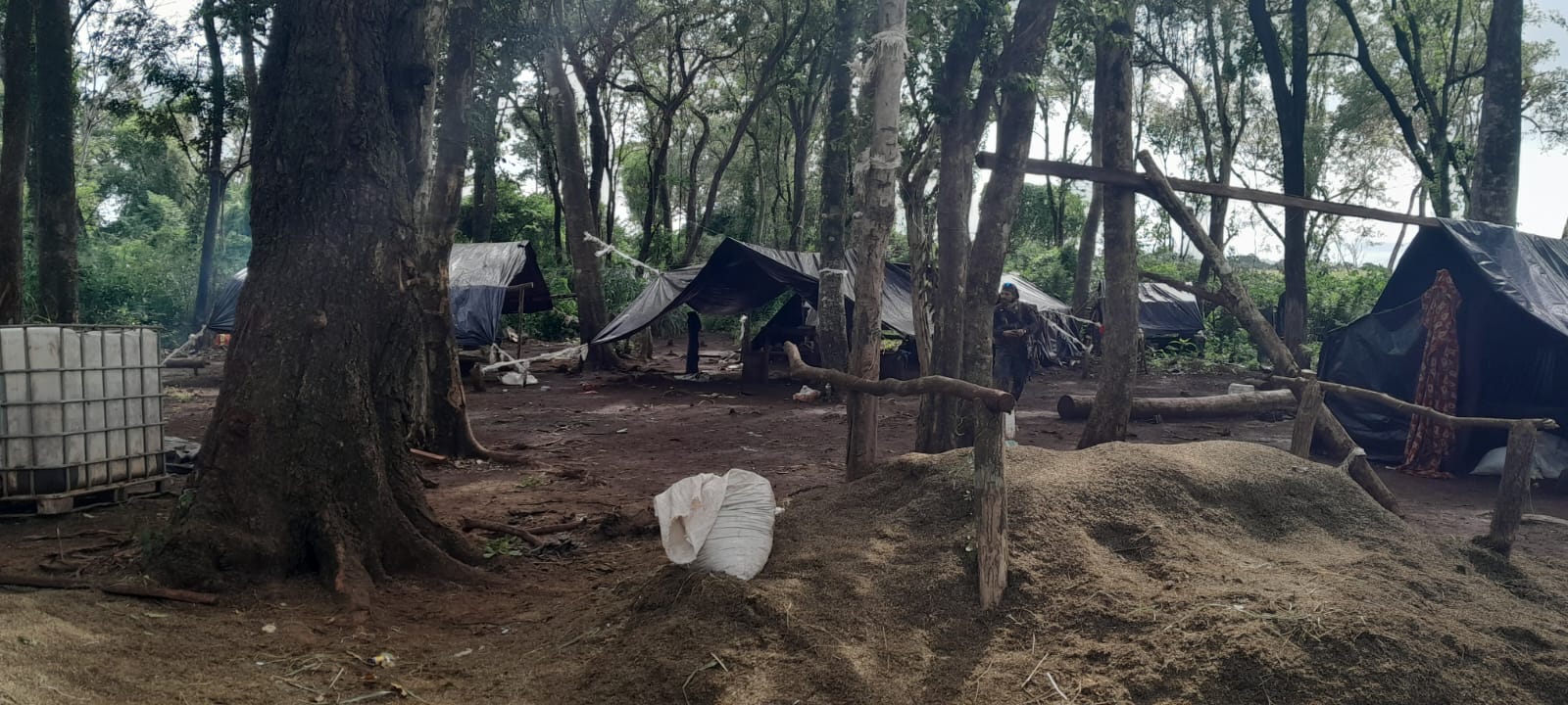 FASE 55 DE “NUEVA ALIANZA” ARRANCA CON 42 CAMPAMENTOS DESMANTELADOS Y 126 TONELADAS DE MARIHUANA FUERA DE CIRCULACIÓN.