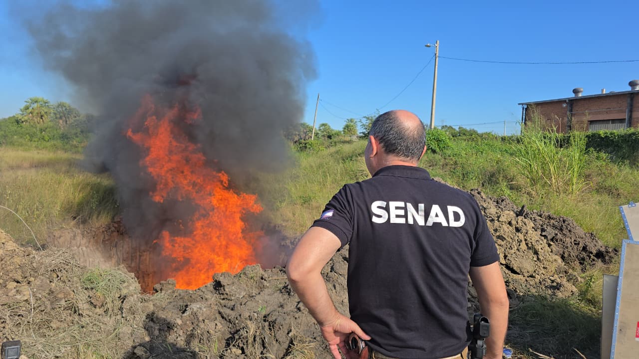 SENAD DESTRUYE CARGAMENTOS DE MARIHUANA PREMIUM VALUADOS EN MÁS DE USD 5,6 MILLONES