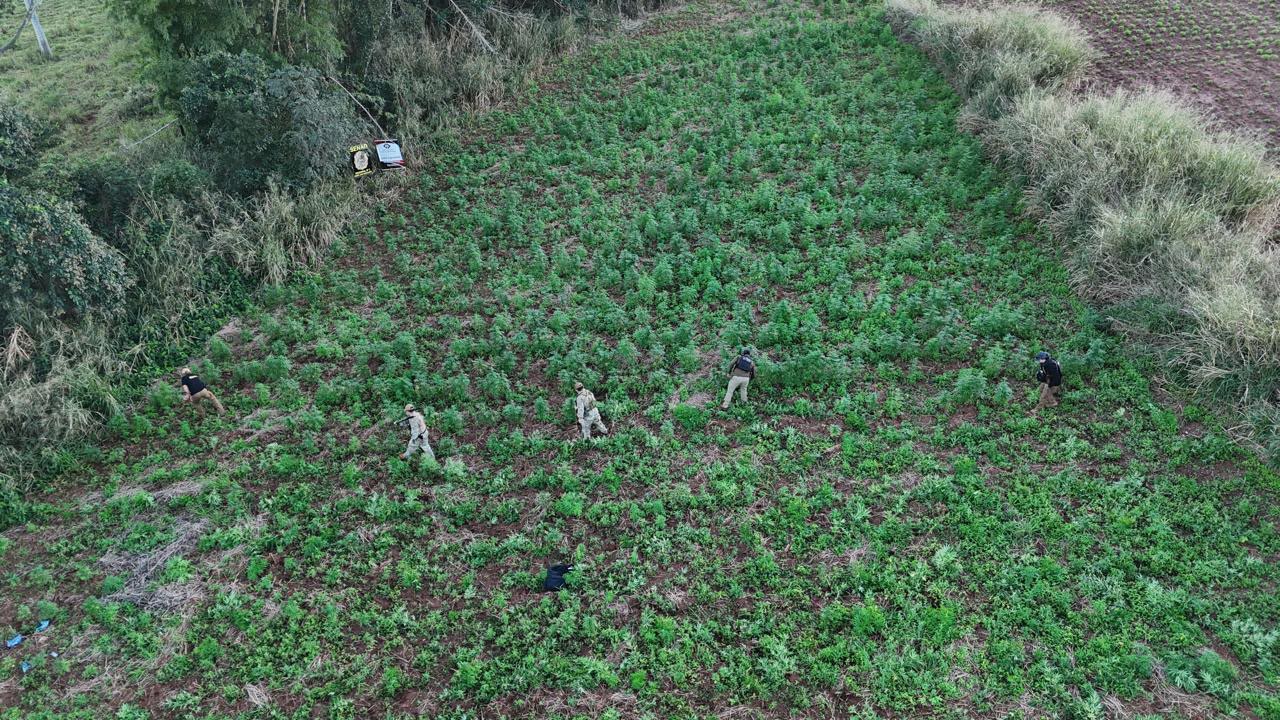 SENAD DETECTA Y DESMANTELA CENTRO DE PRODUCCIÓN MECANIZADA DE MARIHUANA EN CAPITÁN BADO