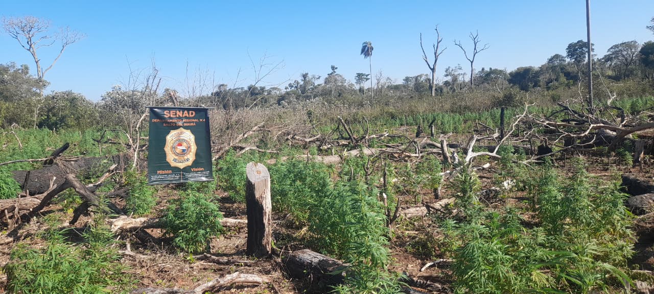 DESTRUYEN 15 TONELADAS DE MARIHUANA EN LA RESERVA DE MBARACAYÚ