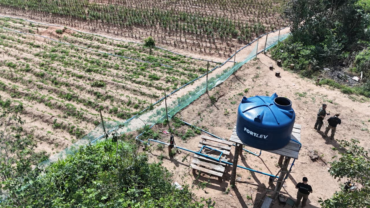 NUEVA ALIANZA 56 DESMANTELA CENTRO DE PRODUCCIÓN MECANIZADA DE MARIHUANA DE ALTA INVERSIÓN EN CAPITÁN BADO